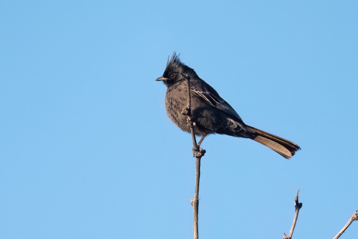 Phainopepla - ML612287145