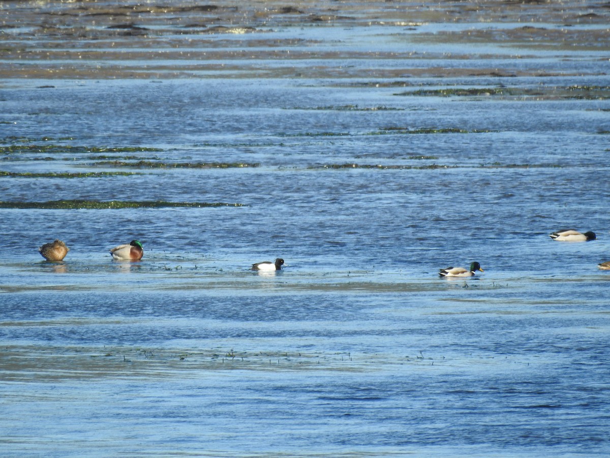 Tufted Duck - ML612287151
