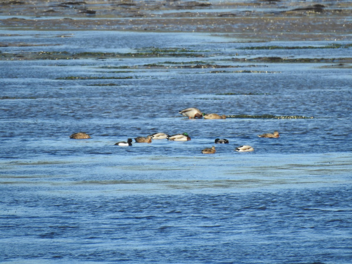 Tufted Duck - ML612287152