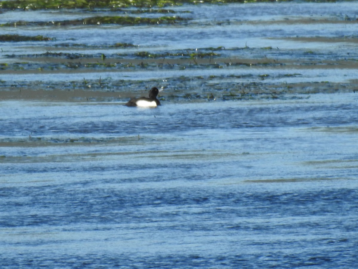 Tufted Duck - ML612287154