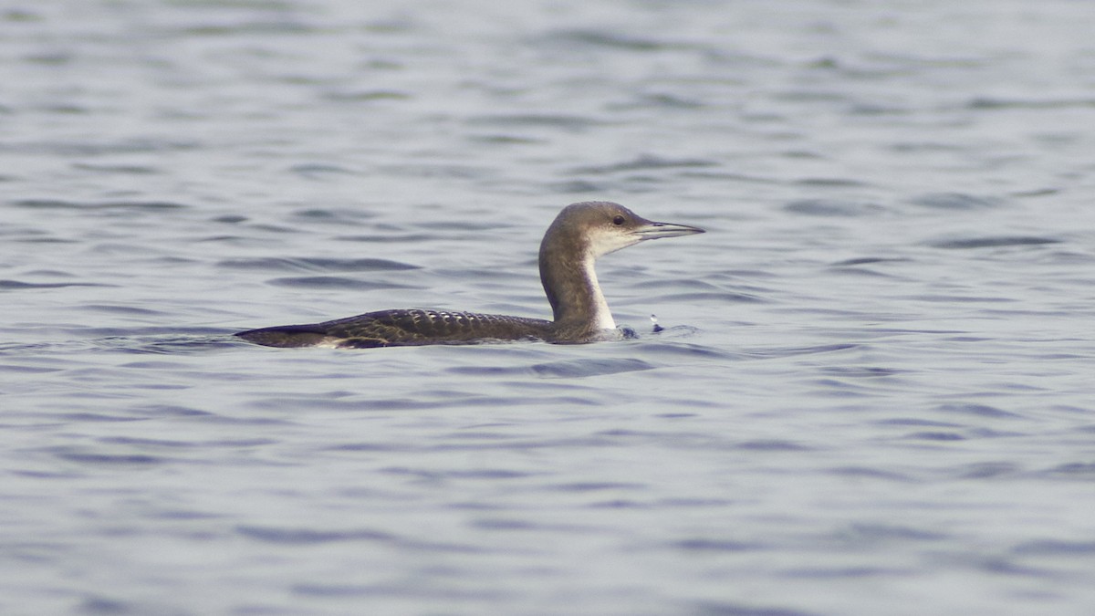 Хилэн гүеэт гахууна - ML612287166