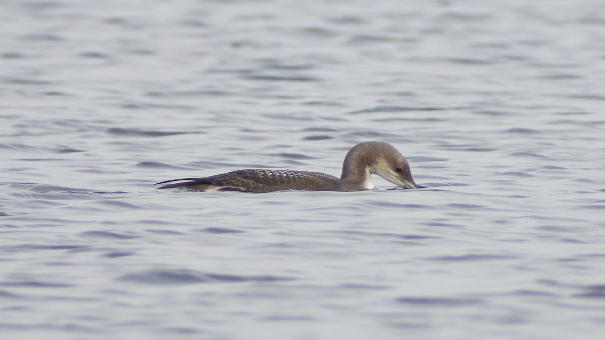 Хилэн гүеэт гахууна - ML612287167