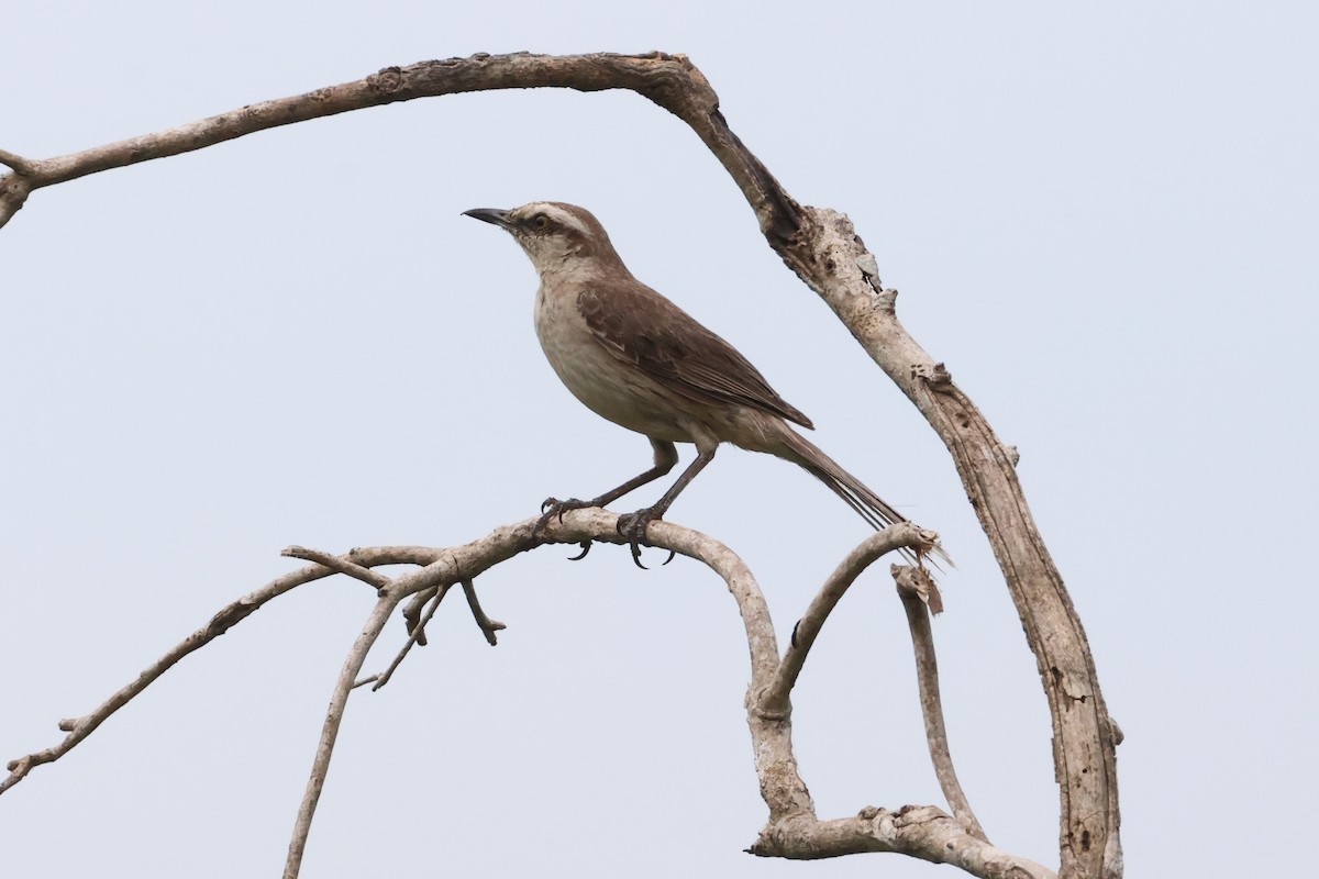 Chalk-browed Mockingbird - Olivier Langrand