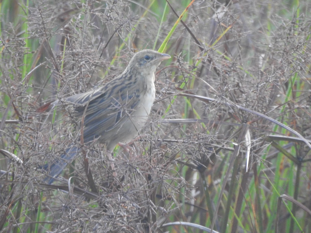 Bristled Grassbird - ML612287306