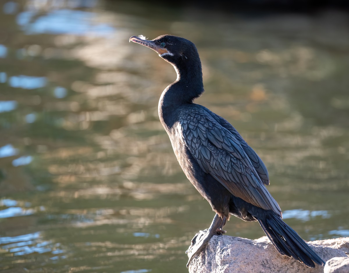 Neotropic Cormorant - ML612287345