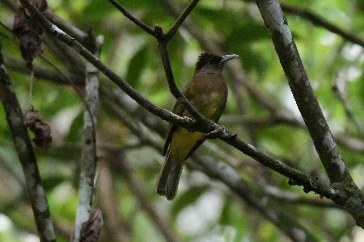 Camiguin Bulbul - ML612287351