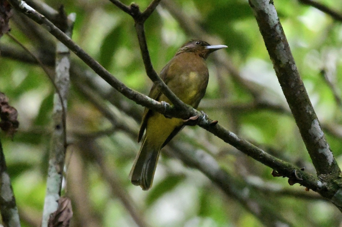Camiguin Bulbul - ML612287352