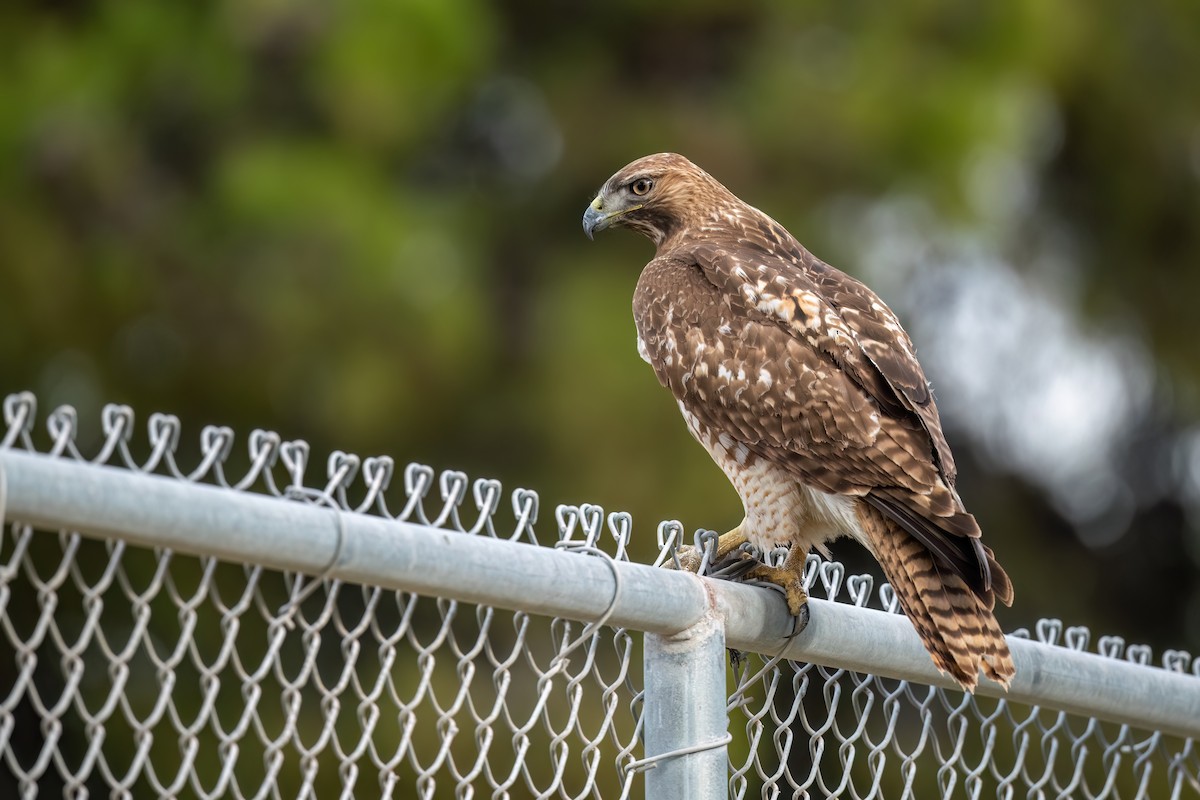 Red-tailed Hawk - ML612287364