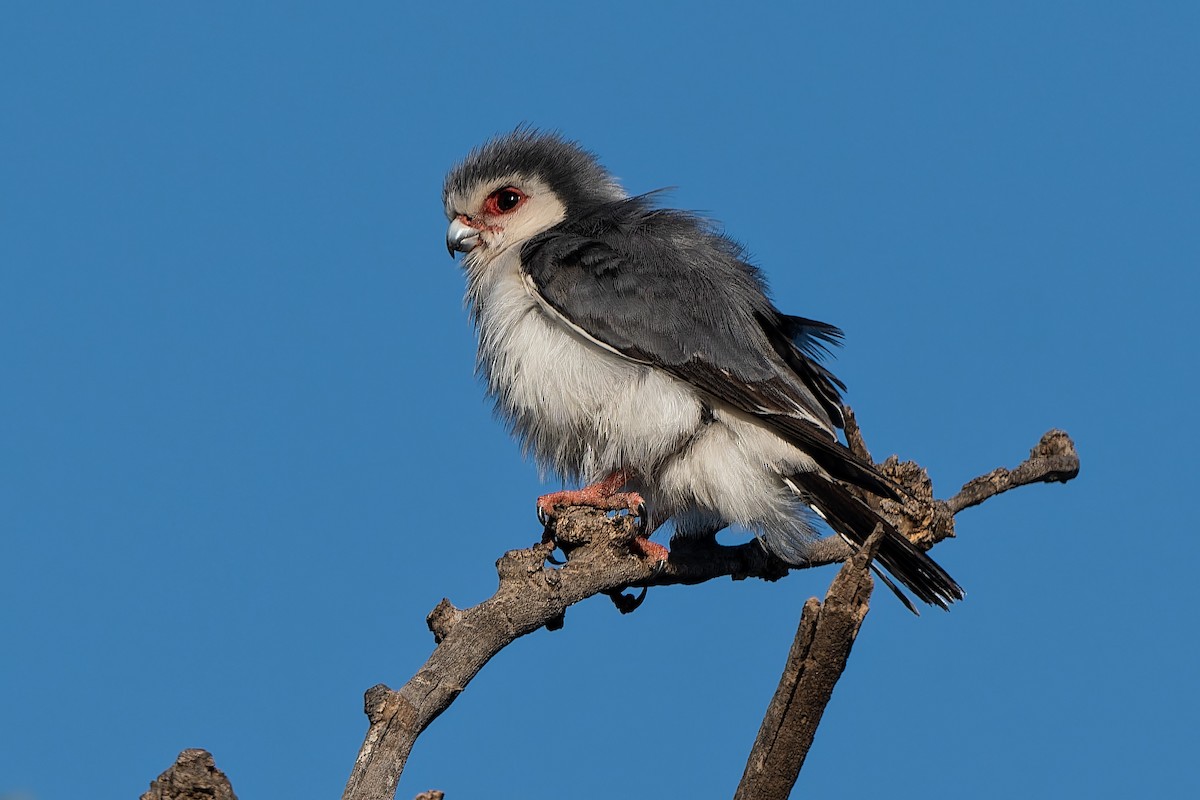 Pygmy Falcon - Don Danko