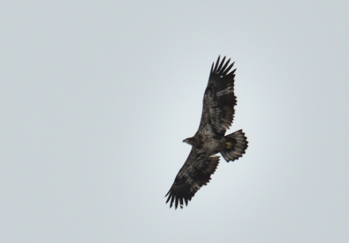 Bald Eagle - ML612287437