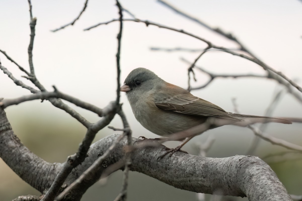 Dark-eyed Junco - ML612287587