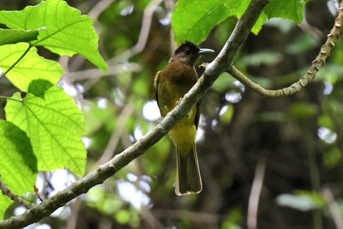 Camiguin Bulbul - ML612287632