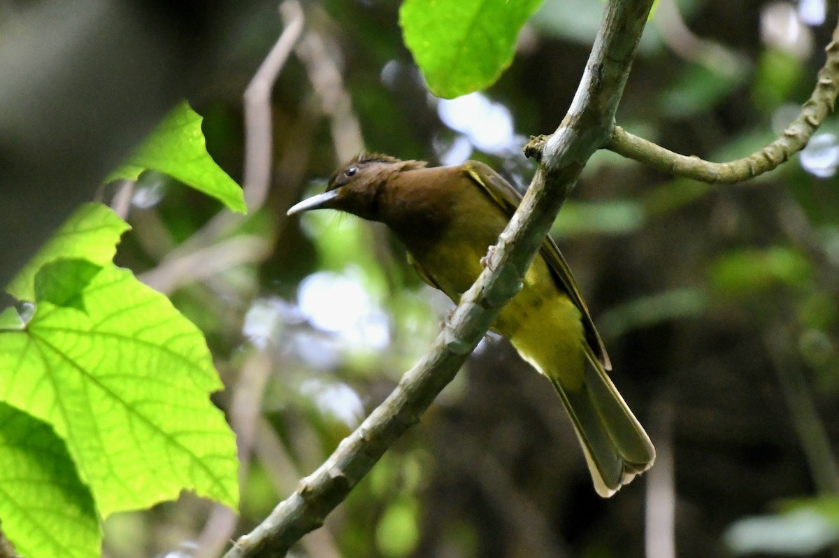 Camiguin Bulbul - ML612287633
