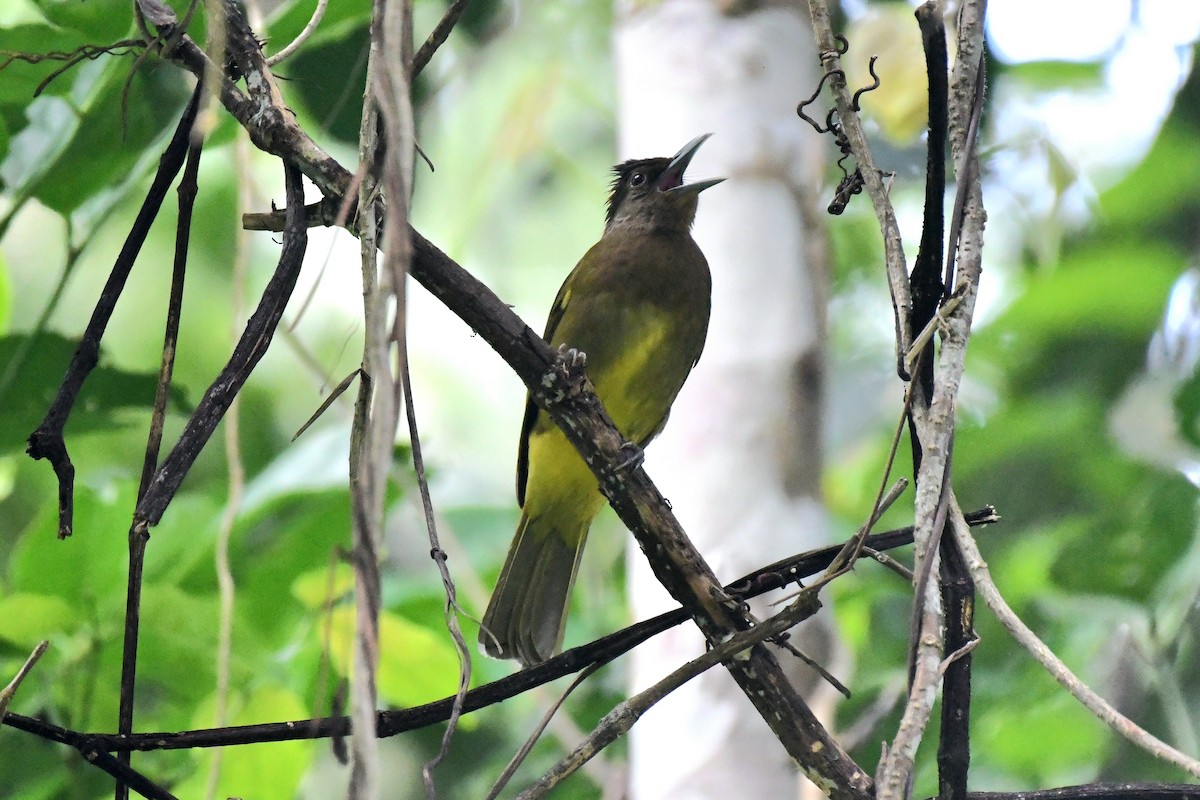 Camiguin Bulbul - ML612287634