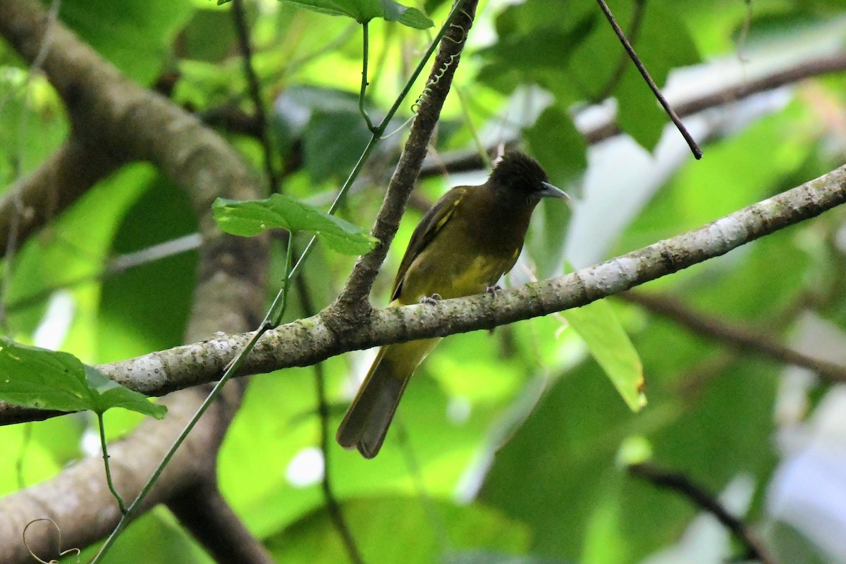 Camiguin Bulbul - ML612287635