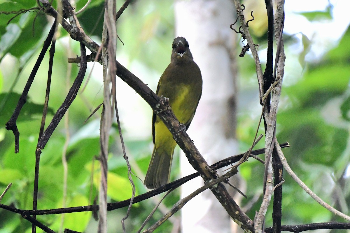 Camiguin Bulbul - ML612287636