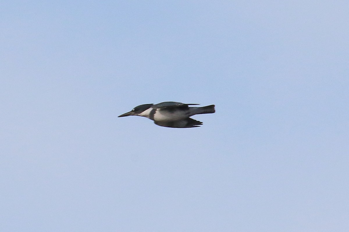Belted Kingfisher - ML612287670