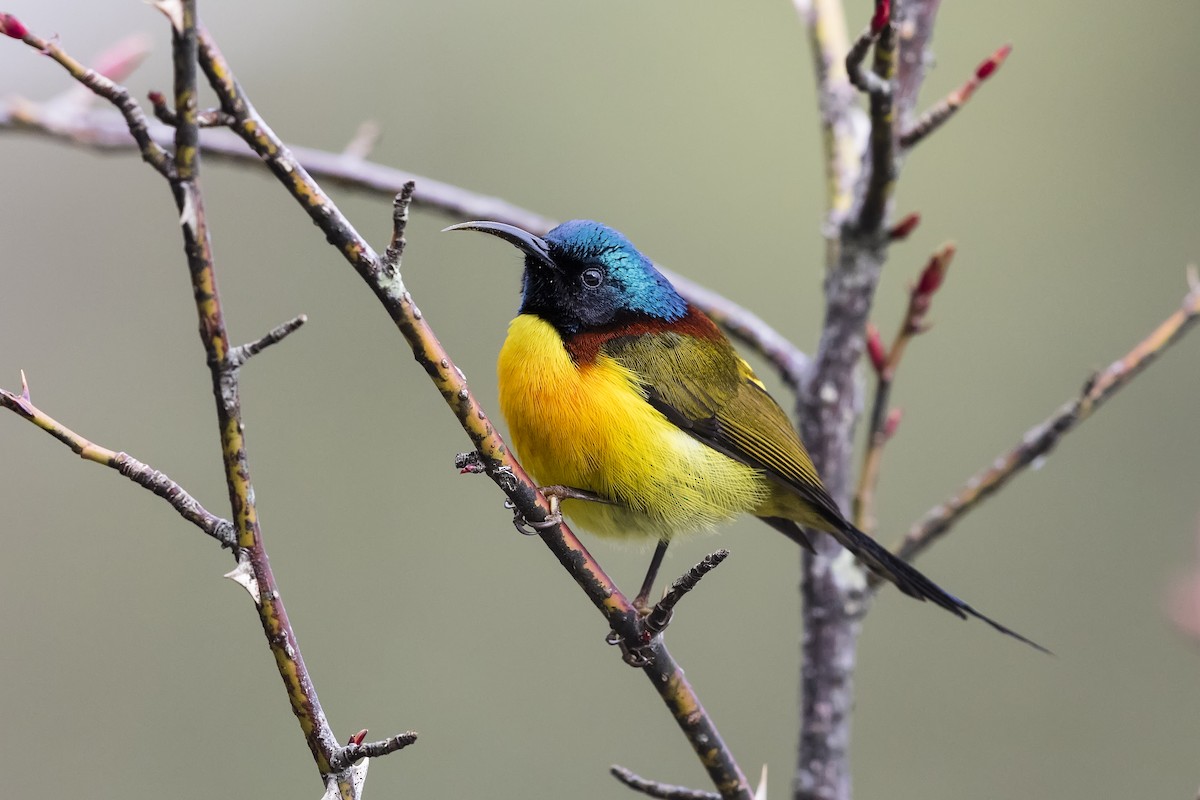 Green-tailed Sunbird - ML612287678