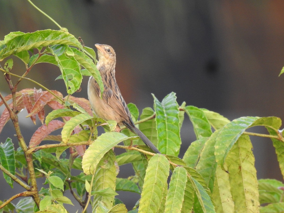 Bristled Grassbird - Raju Kidoor