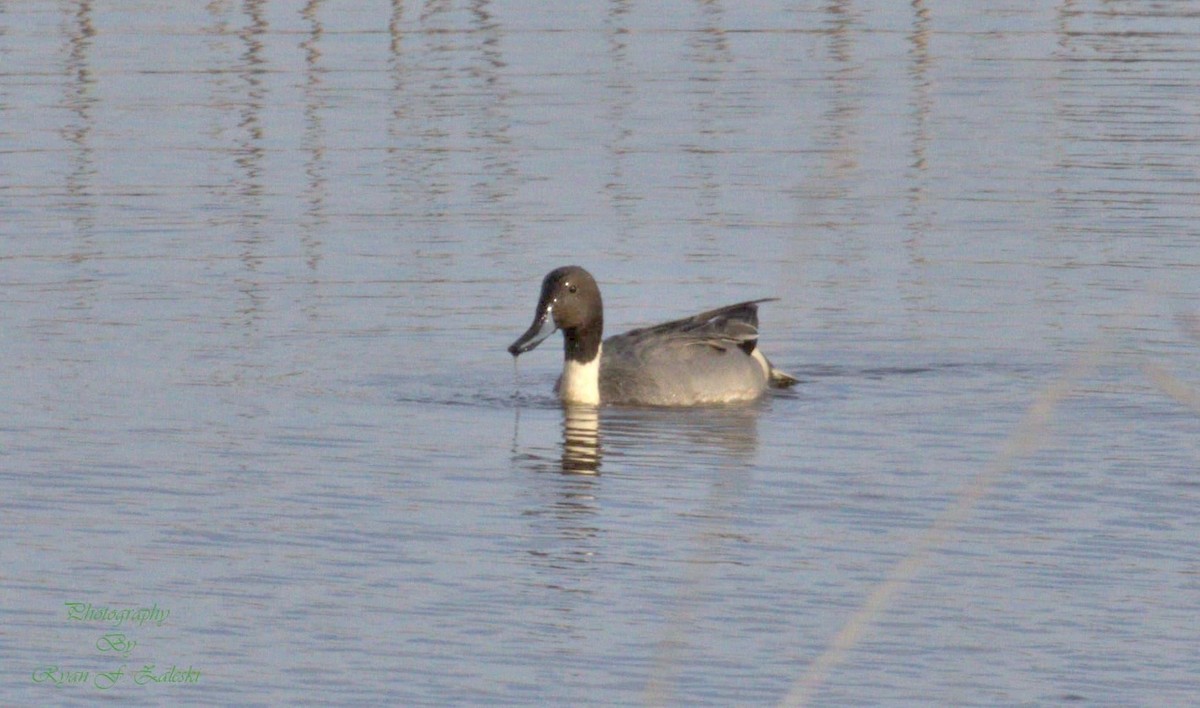 Northern Pintail - ML612287747