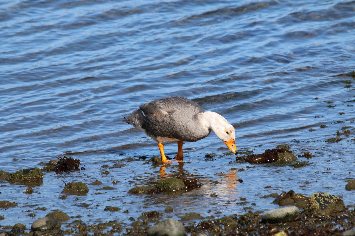 Flightless Steamer-Duck - ML612287749