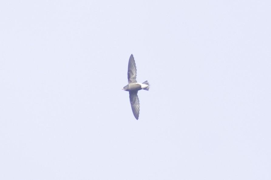 Brown-backed Needletail - Yadu Prasad