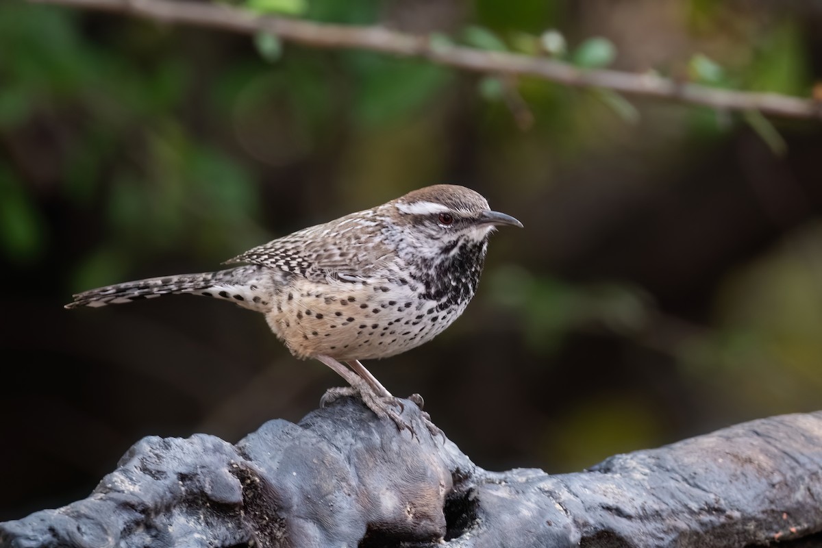 Cactus Wren - Adam Jackson