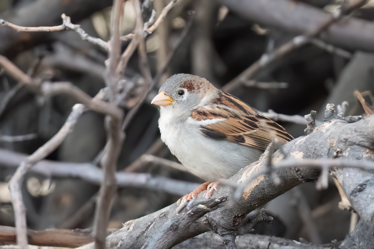 House Sparrow - ML612287820