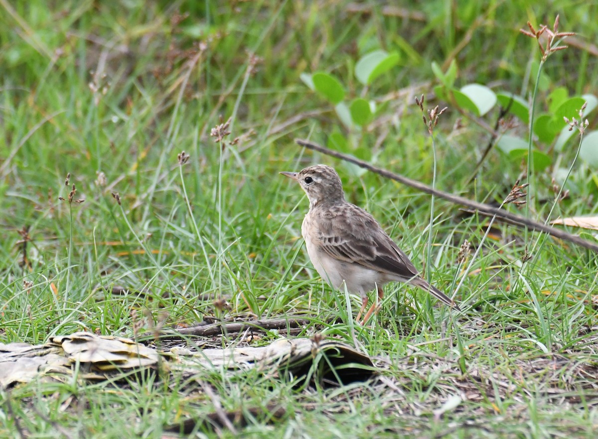 Paddyfield Pipit - ML612287860