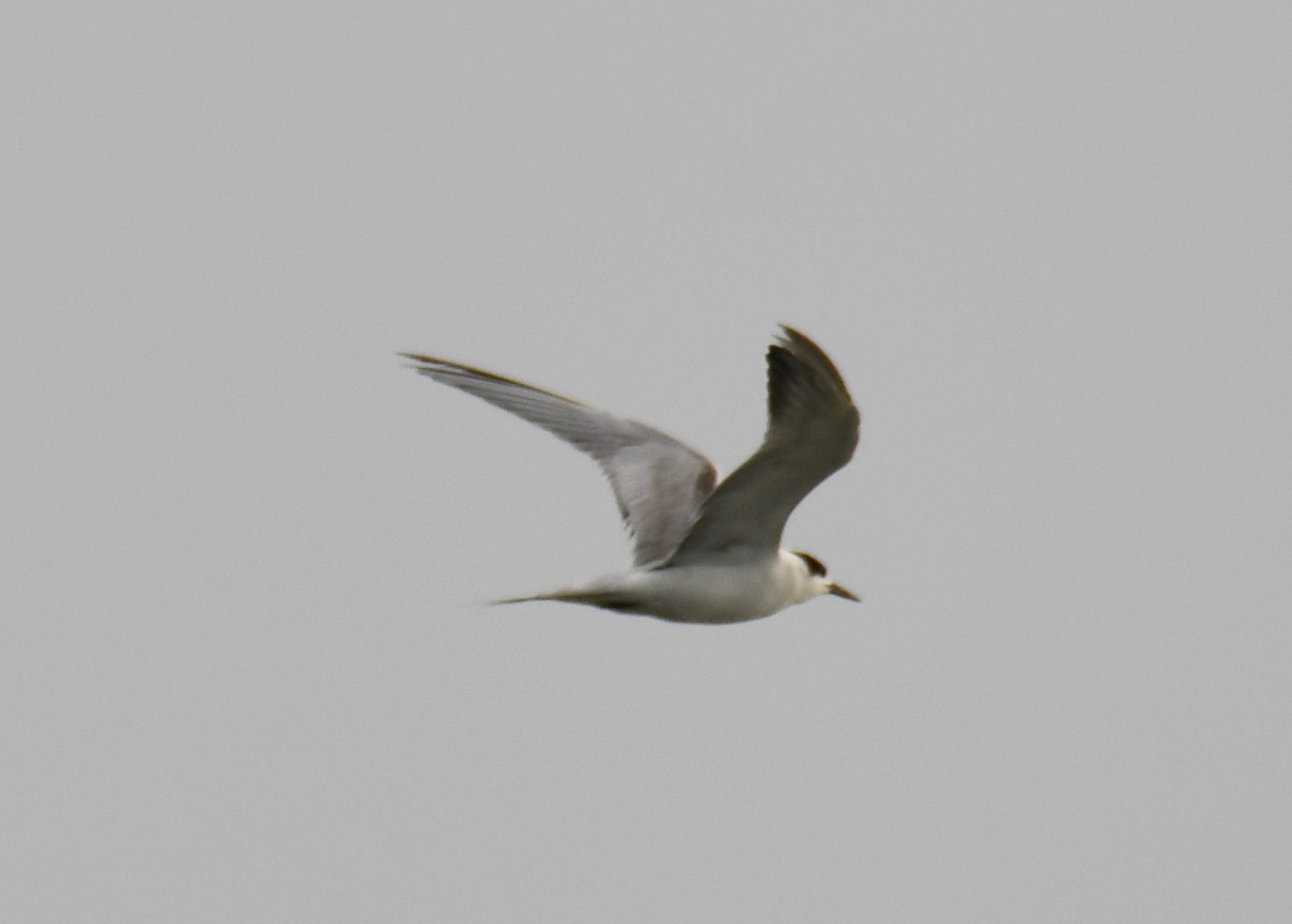 tern sp. - ML612287869