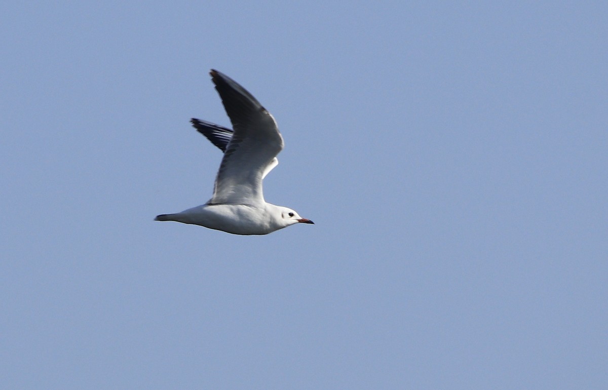 Gaviota Reidora - ML612287939