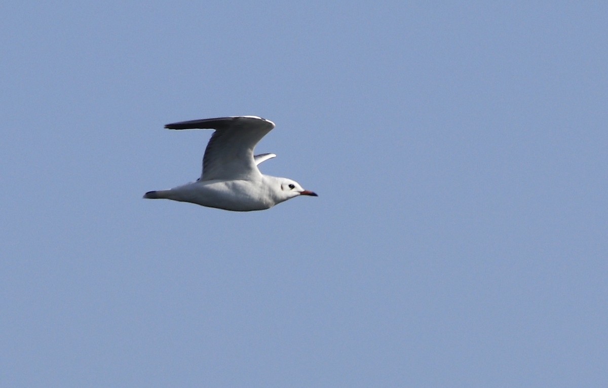 Black-headed Gull - ML612287940