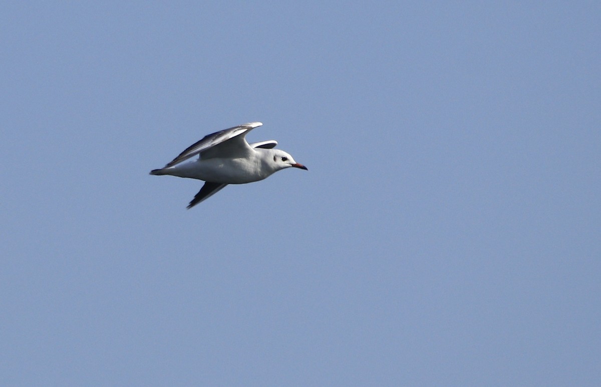 Black-headed Gull - ML612287941