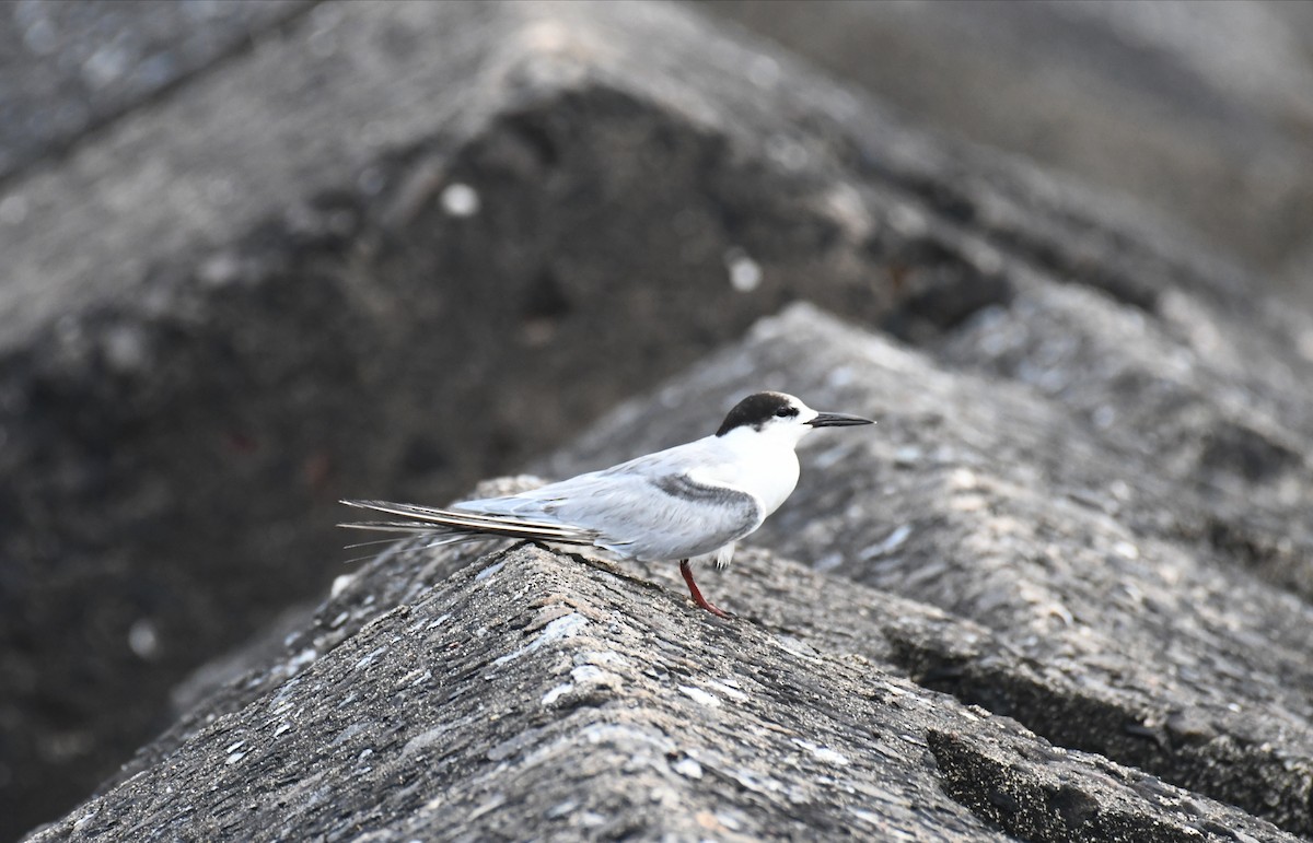 Common Tern - ML612287985