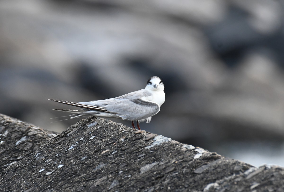 Common Tern - ML612287986