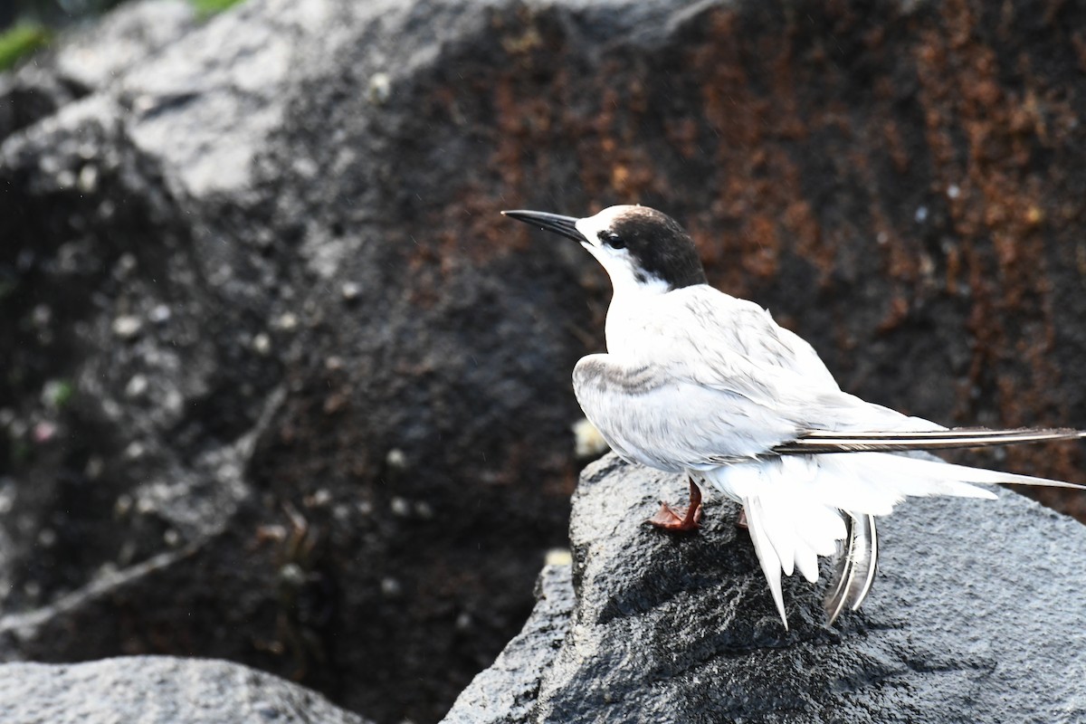 Common Tern - ML612287987