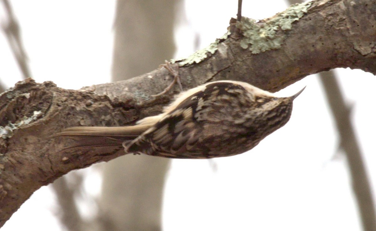 Brown Creeper - Ryan Zaleski