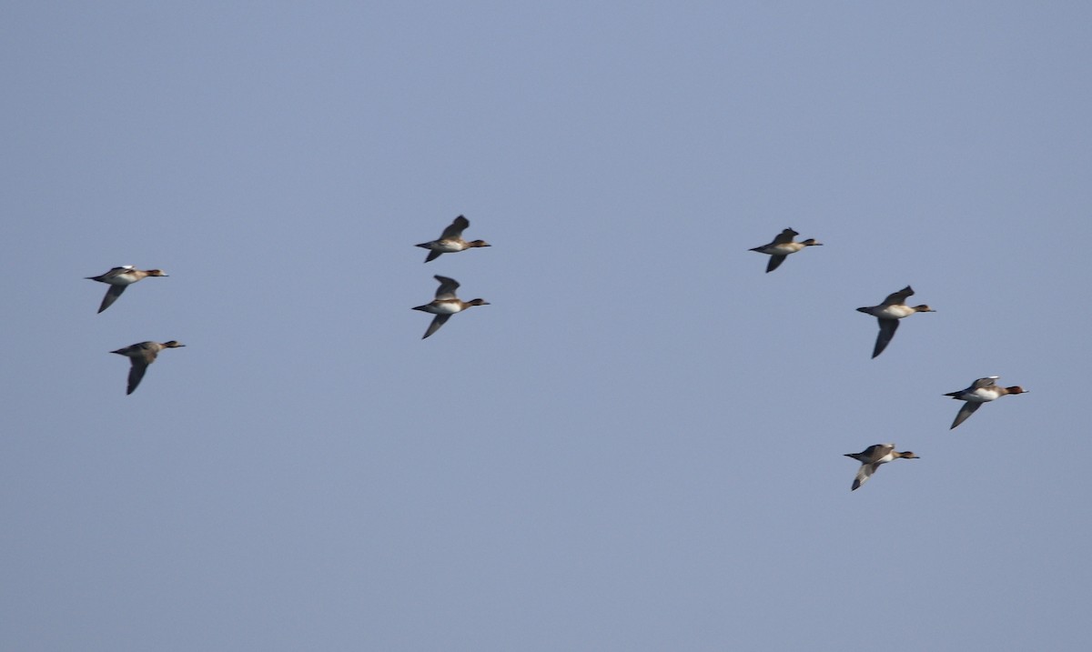 Eurasian Wigeon - Bhaarat Vyas