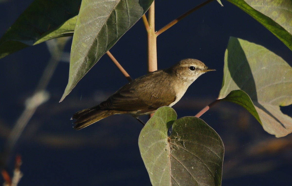 チフチャフ（tristis） - ML612288085