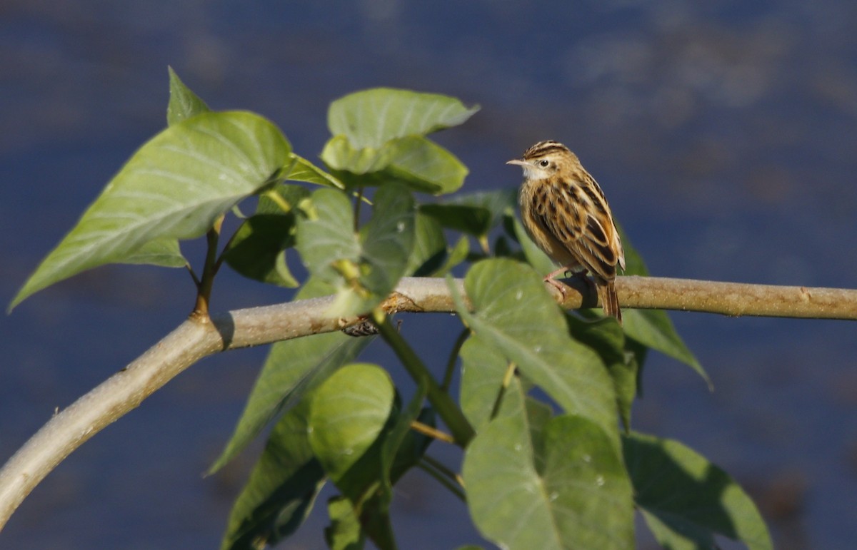 Zitting Cisticola - ML612288098