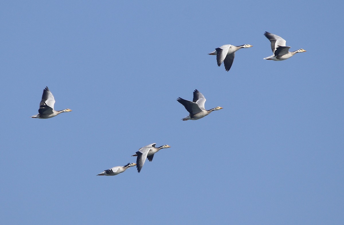 Bar-headed Goose - ML612288114