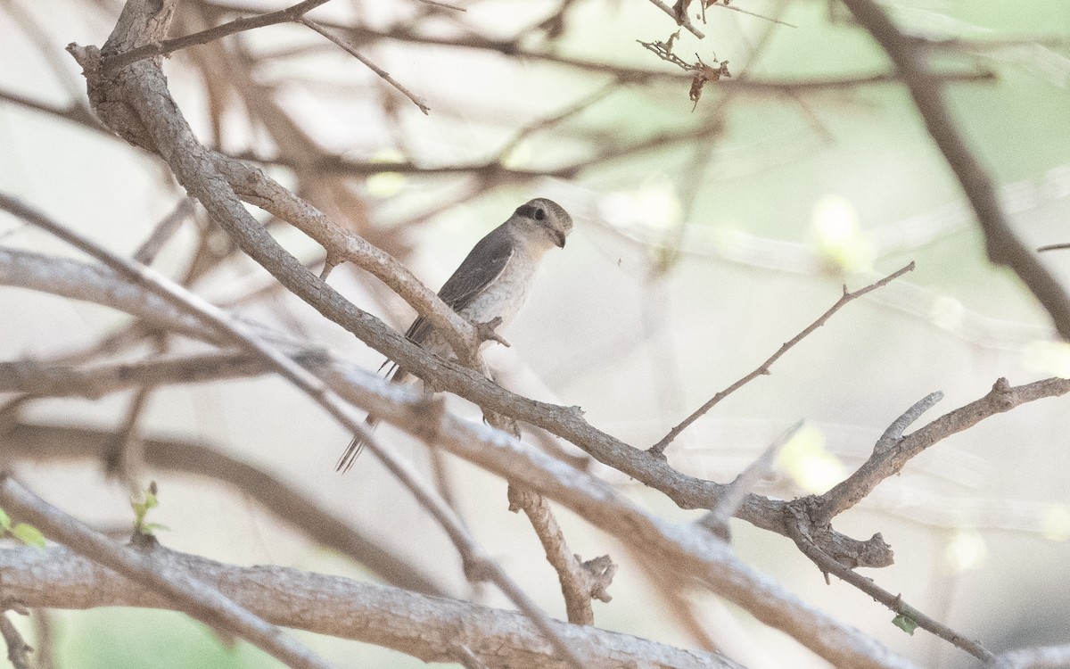 Red-tailed Shrike - ML612288116