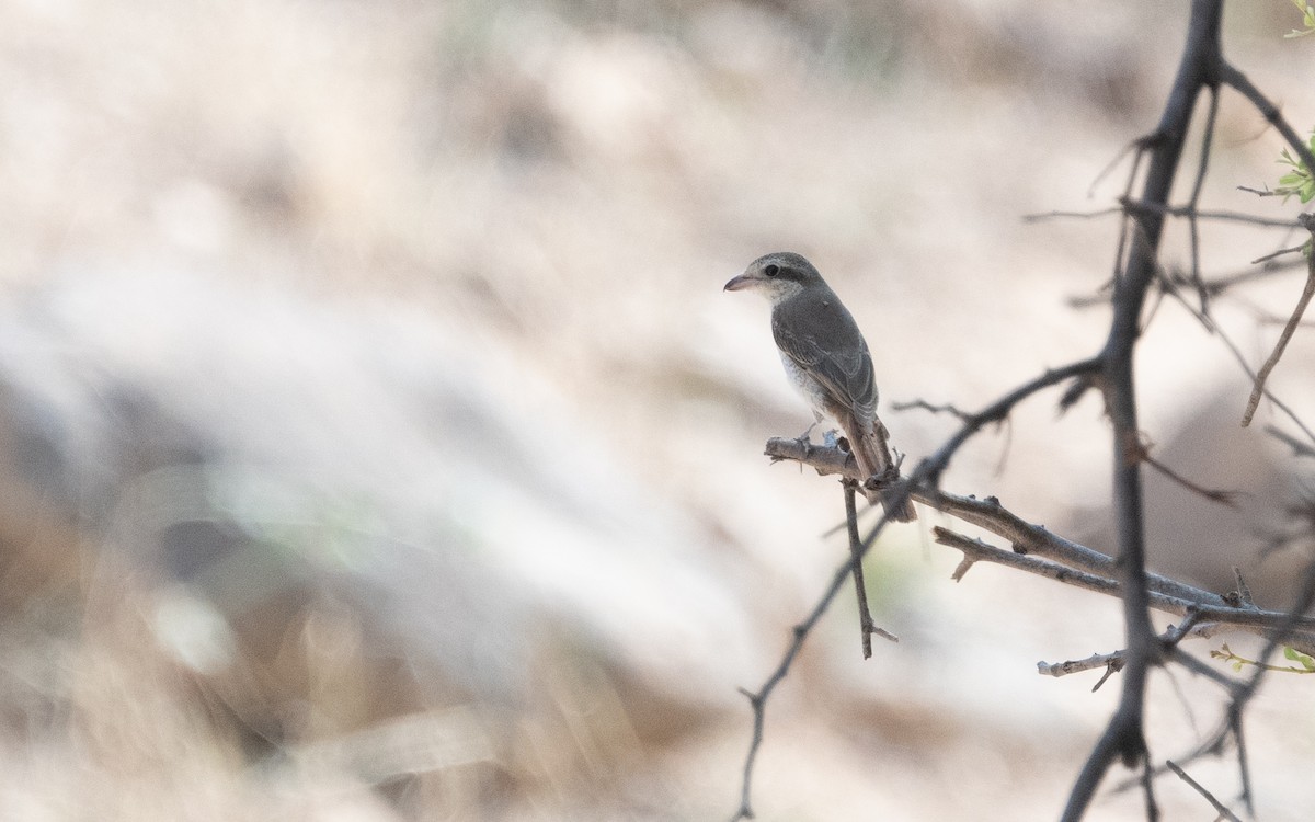 Red-tailed Shrike - ML612288117