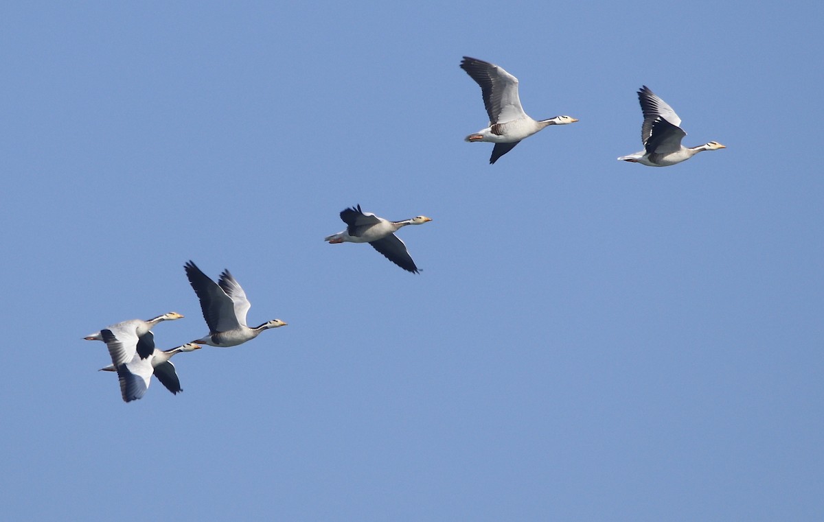 Bar-headed Goose - ML612288127