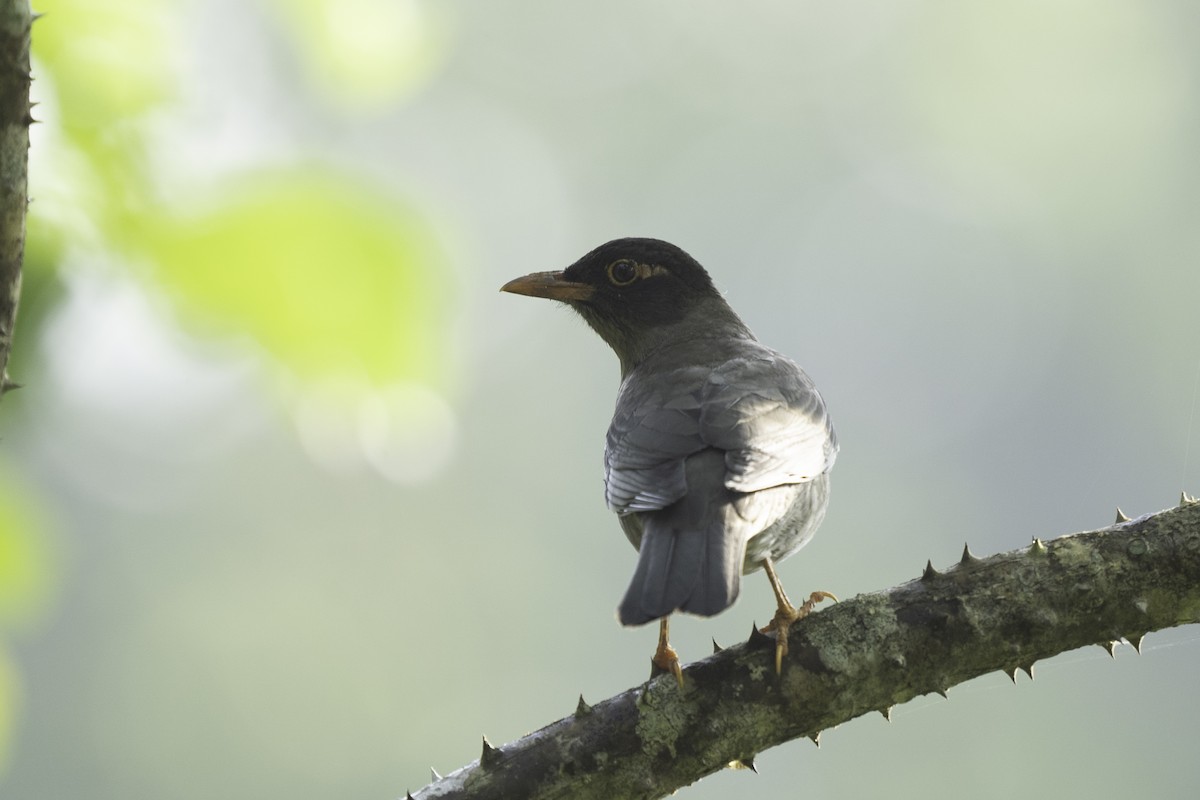 Indian Blackbird (Black-capped) - ML612288132