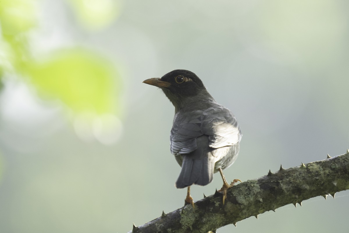 Indian Blackbird (Black-capped) - ML612288133