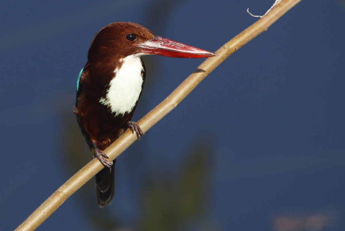 White-throated Kingfisher - ML612288157