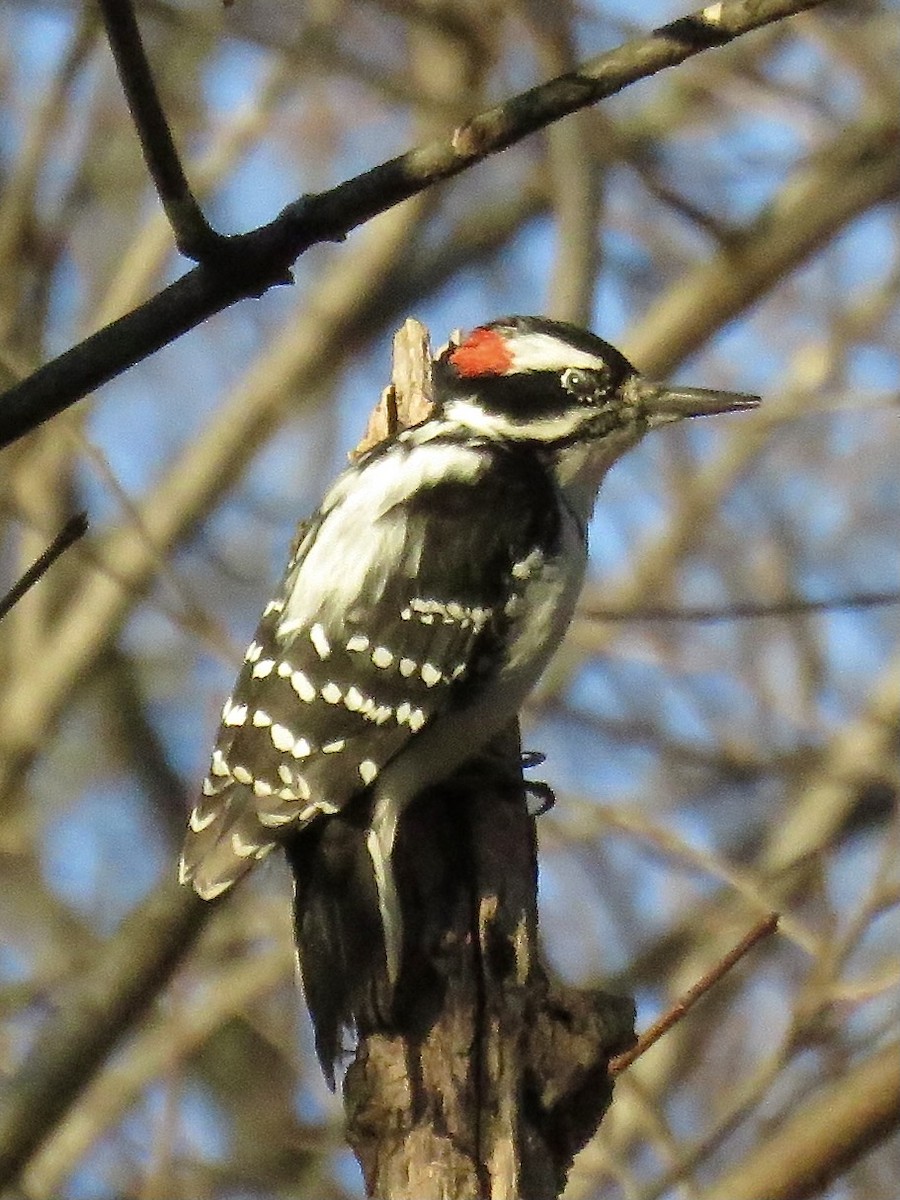 Hairy Woodpecker - ML612288186