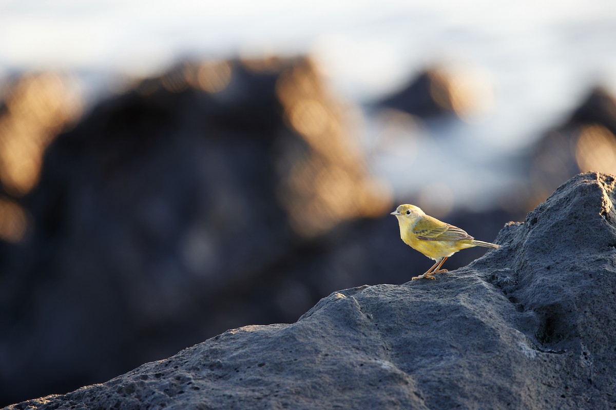 Yellow Warbler - ML612288258