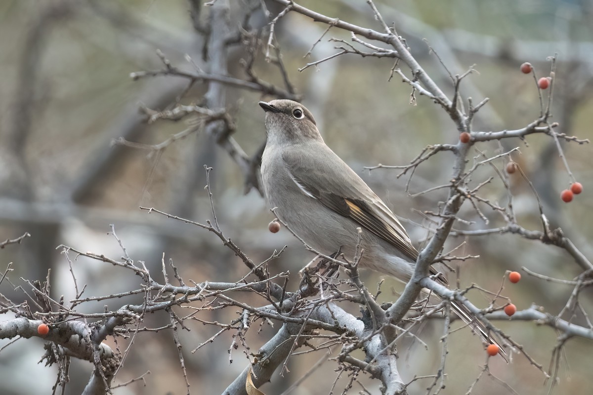 Townsend's Solitaire - ML612288270